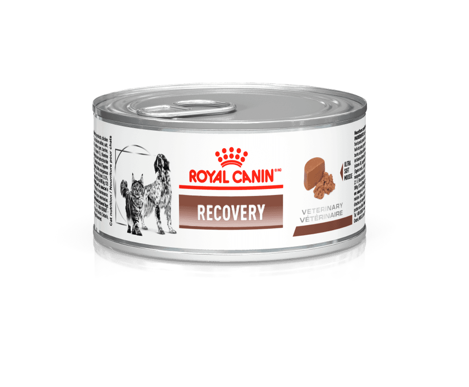 Royal Canin Recovery Cães e Gatos 195g